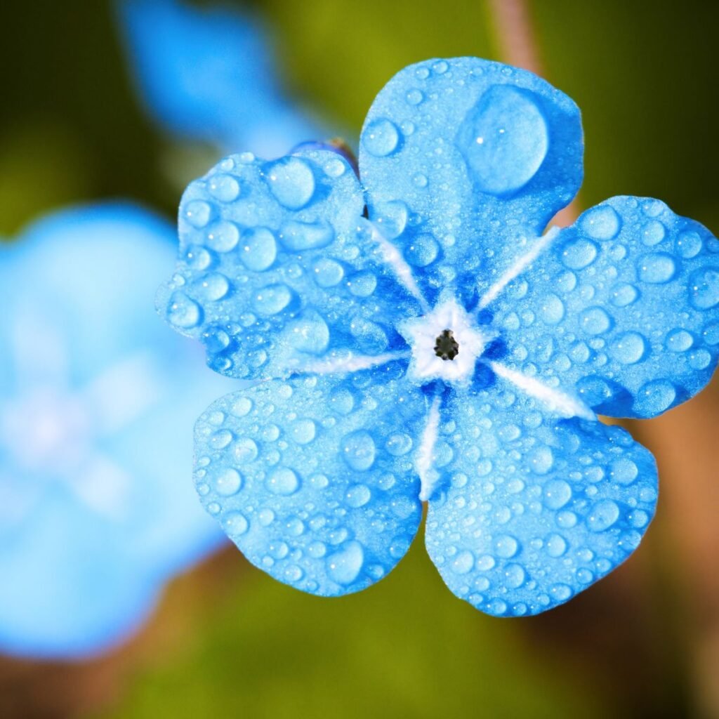 A imagem mostra uma flor azul repleta de gotas de orvalho.