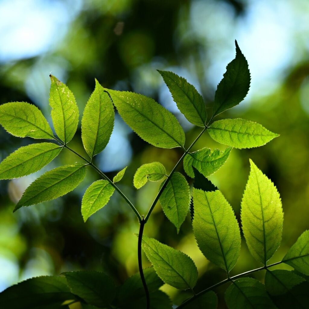 A beleza da natureza garante um estado emocional mais harmônico. A imagem demonstra um galho de folhas bem verdinhas.