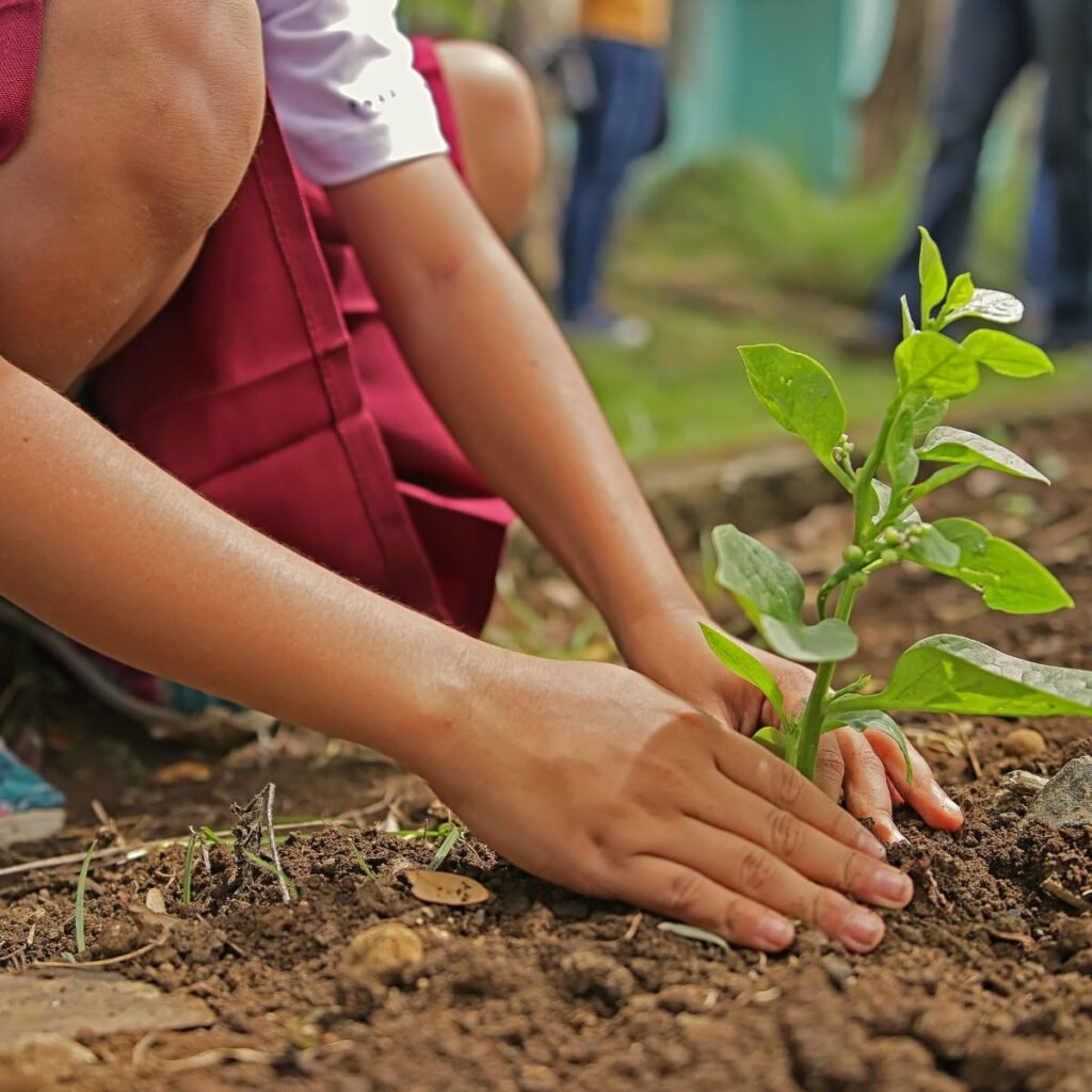 A imagem apresenta uma pessoa plantando uma muda de planta.