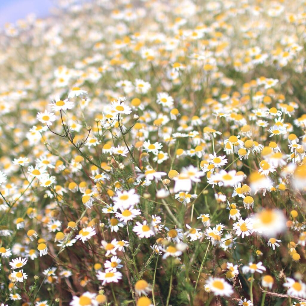 Campo com flores de camomila.